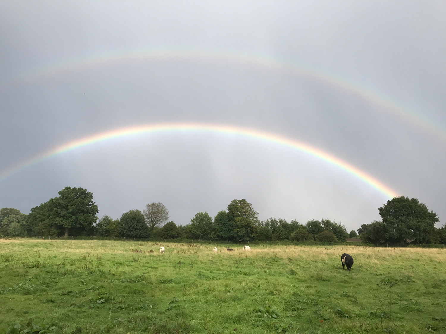 Weide mit Regenbogen